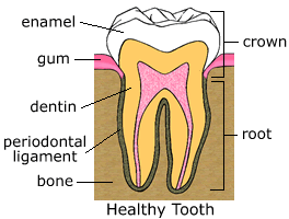 healthy tooth